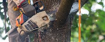 Best Fruit Tree Pruning  in Golden Valley, AZ