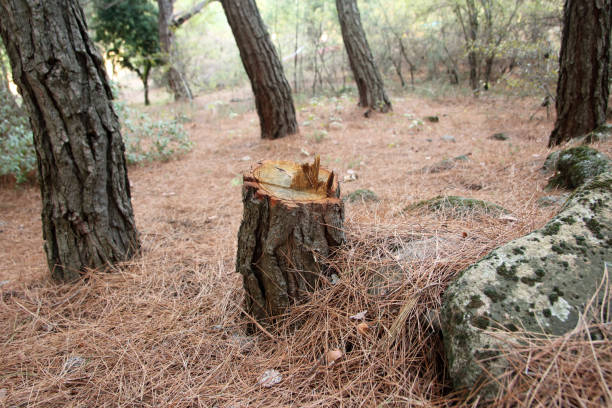 How Our Tree Care Process Works  in  Golden Valley, AZ