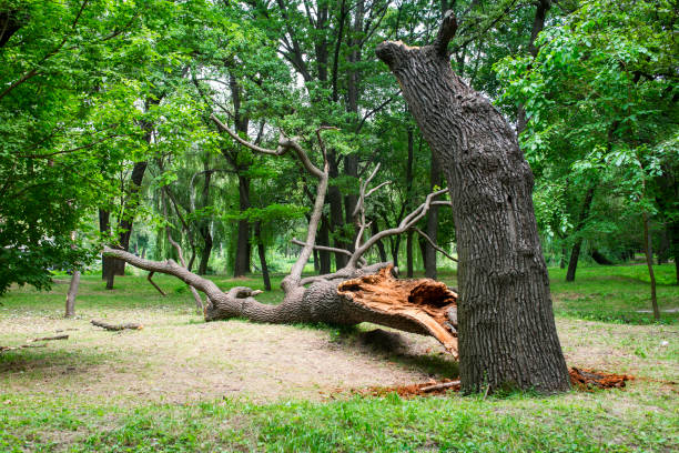 Best Utility Line Clearance  in Golden Valley, AZ